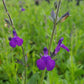 Salvia greggii x lycioides --Nuevo Leon Autumn Sage--