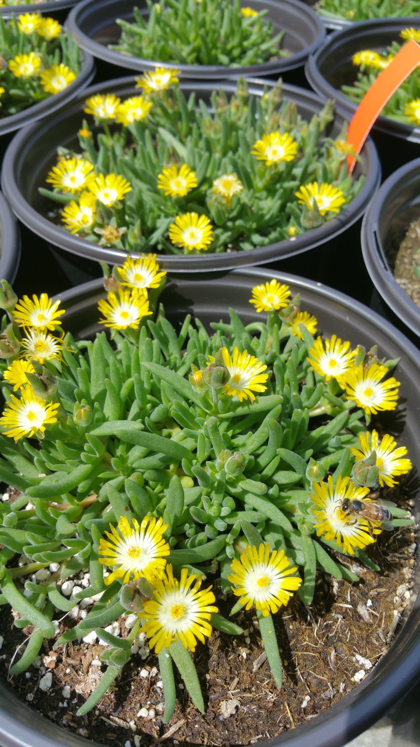 peridot succulent Delosperma cooperi --Peridot Jewel of the Desert--
