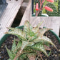 Aloe descoingsii --Miniature Aloe--