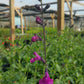 Salvia greggii --Raspberry Dark Autumn Sage--