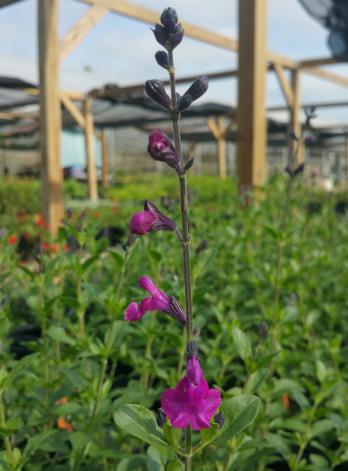 Autumn Sage Raspberry Salvia greggii --Raspberry Dark Autumn Sage-- - Nursery Taylor – Lone ...