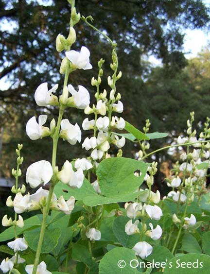 BEAN 'White Hyacinth'
