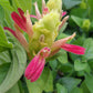 Justicia brandegeana --Fruit Cocktail Shrimp Plant--