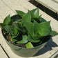 Sansevieria trifasciata --Jade Dwarf Snake Plant--
