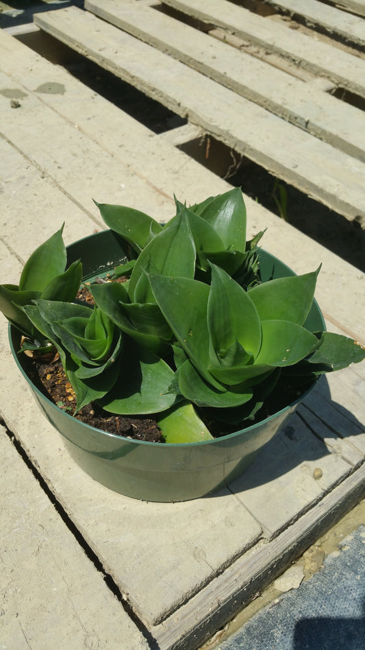 Sansevieria trifasciata --Jade Dwarf Snake Plant--