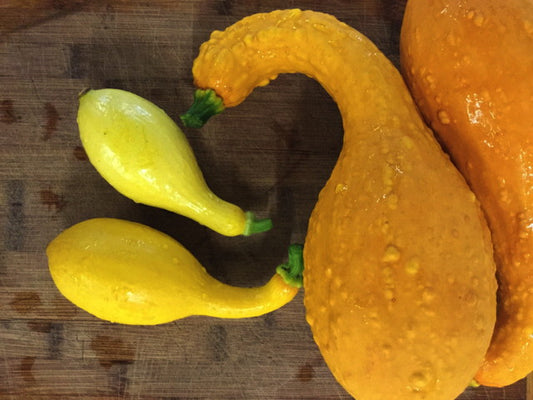 SQUASH 'Early Summer Crookneck'