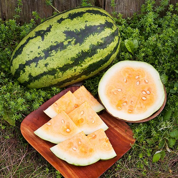 MELON 'OrangeGlo Watermelon'