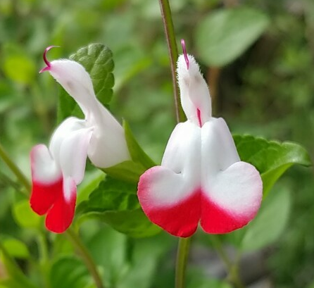 Salvia microphylla --Hot Lips Mountain Sage--