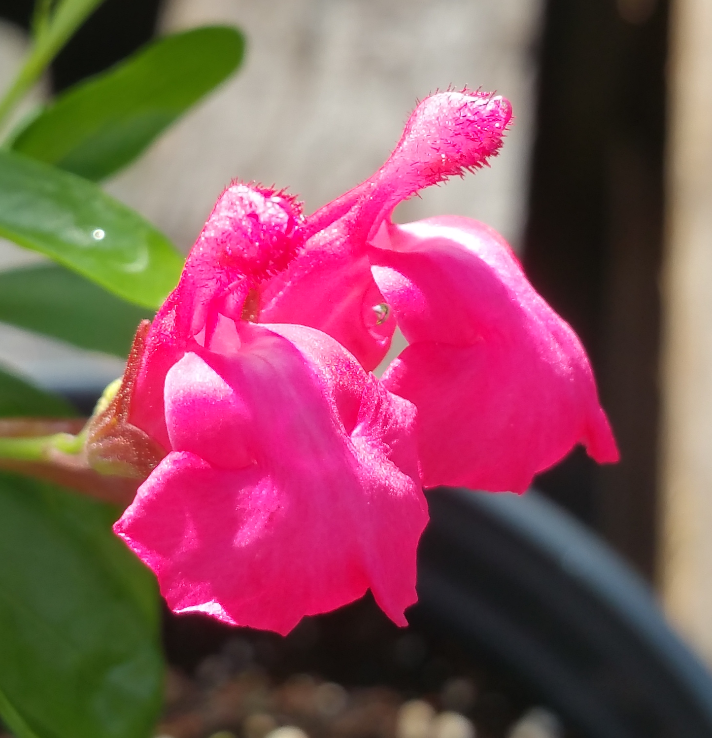 Salvia greggii --Jarrell Pink Autumn Sage--