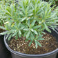 Euphorbia characias ssp. wulfenii --Mediterranean Spurge--