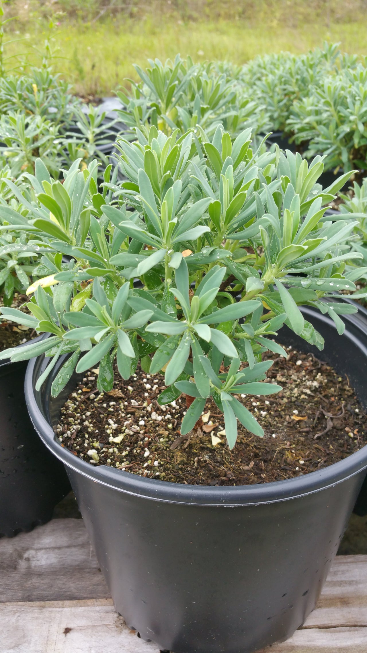 Euphorbia characias ssp. wulfenii --Mediterranean Spurge--