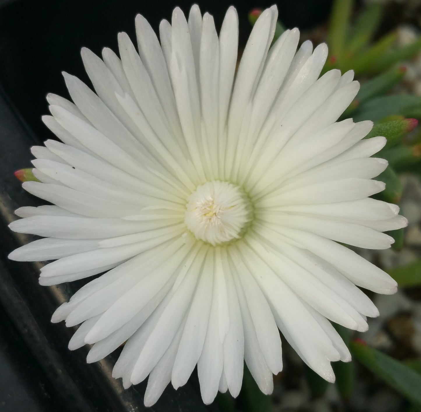 Malephora crocea --Angel's Blush Ice Plant--