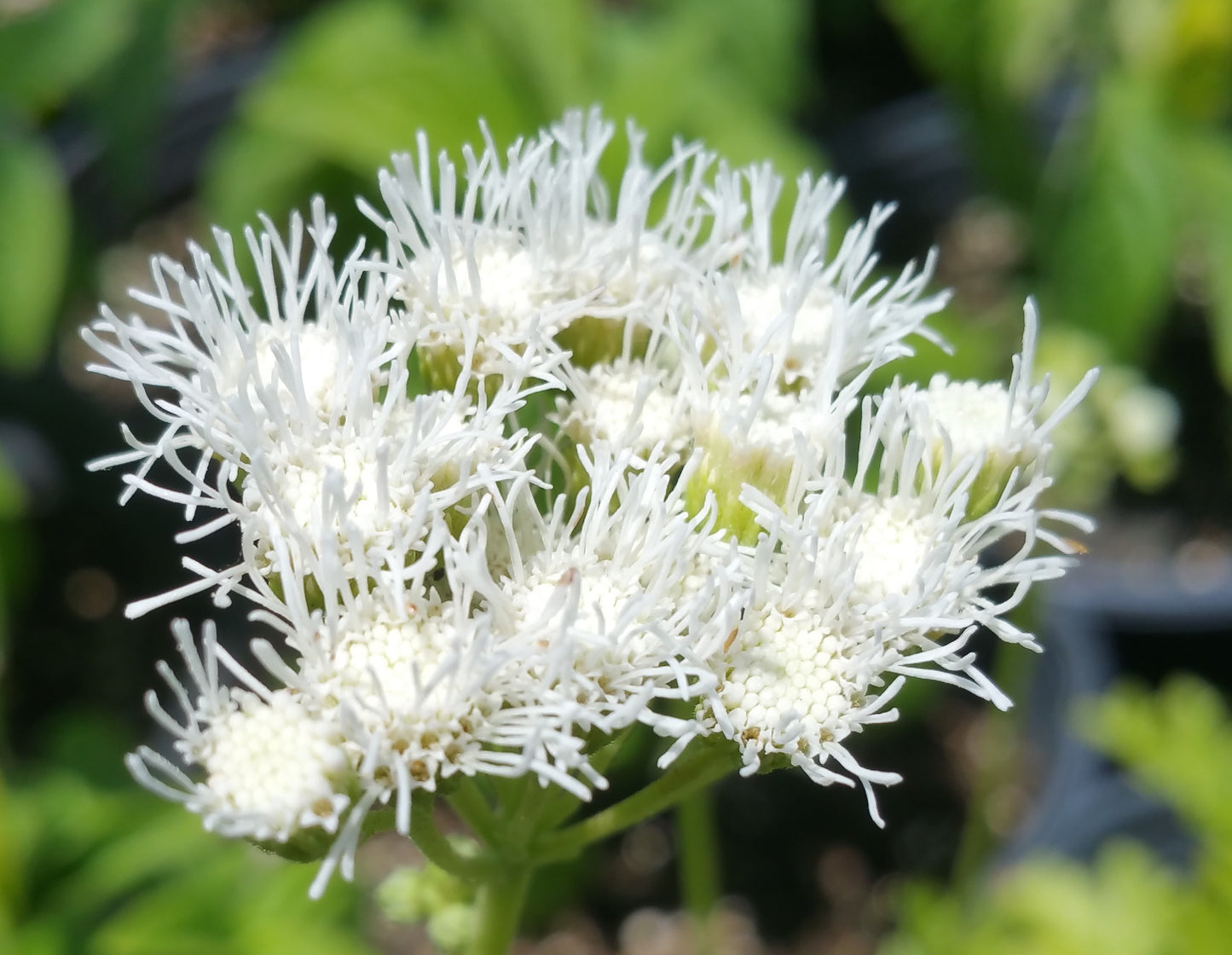 Conoclinium greggii --Gregg's White Mistflower--