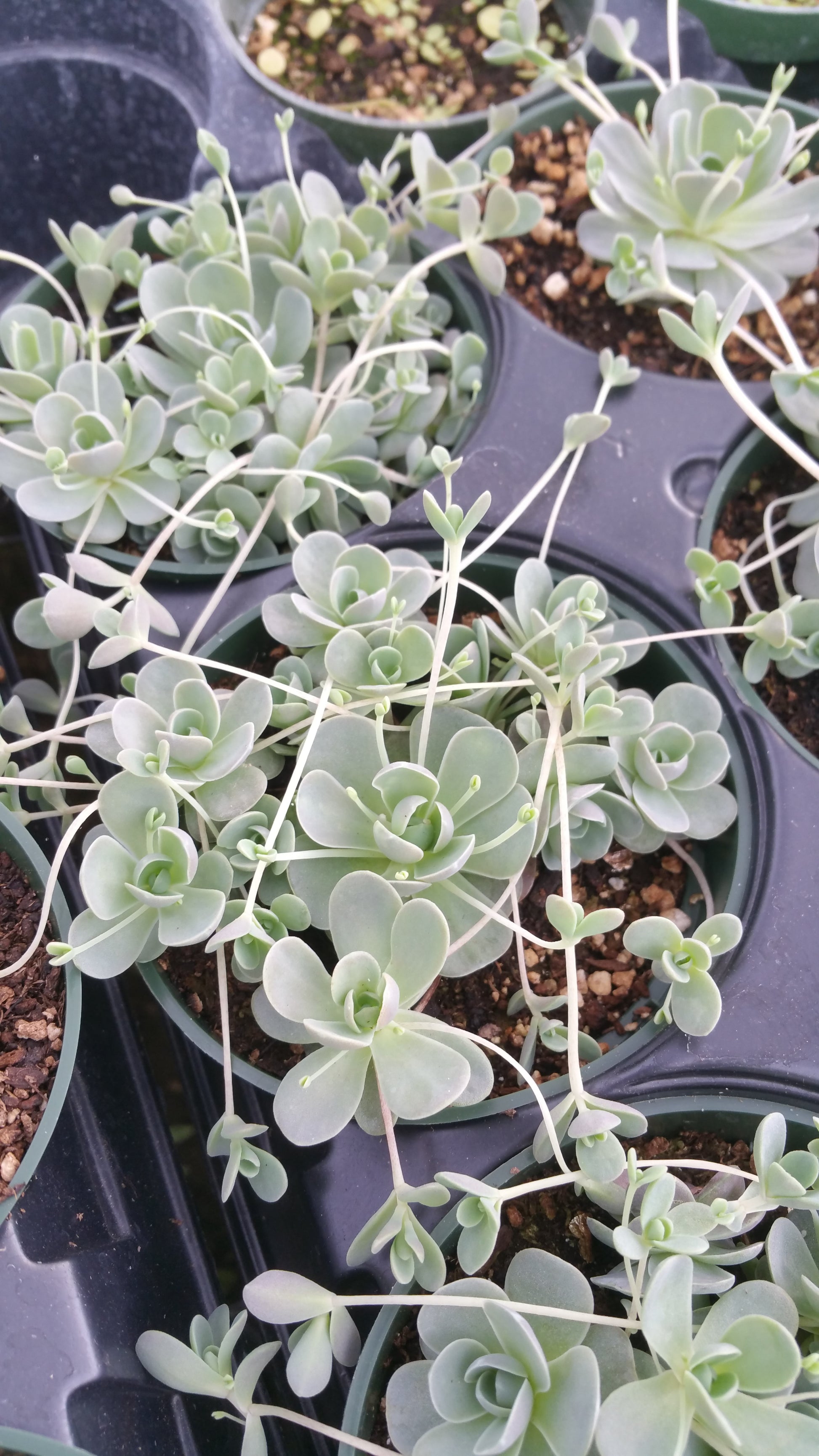 chinese hat plant succulent Orostachys iwarenge --Chinese Hat--