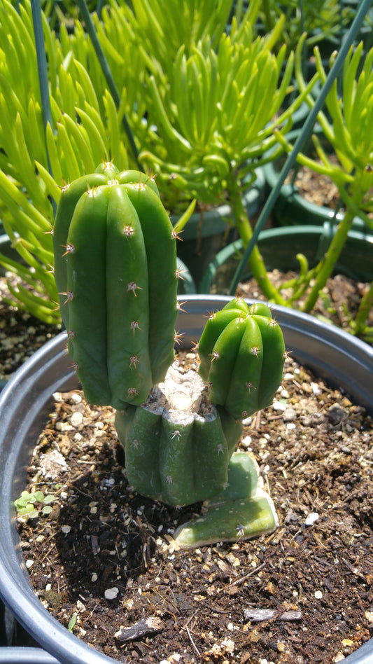 Trichocereus pachanoi --San Pedro Cactus--