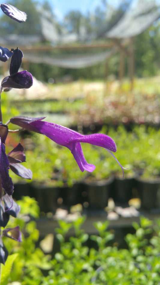 Salvia guaranitica x. --Dark Purple Sage--