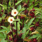 HIBISCUS 'Roselle' --Hibiscus sabdariffa--