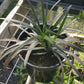 Ophiopogon planiscapus 'Nigrescens' --Black Mondo Grass--