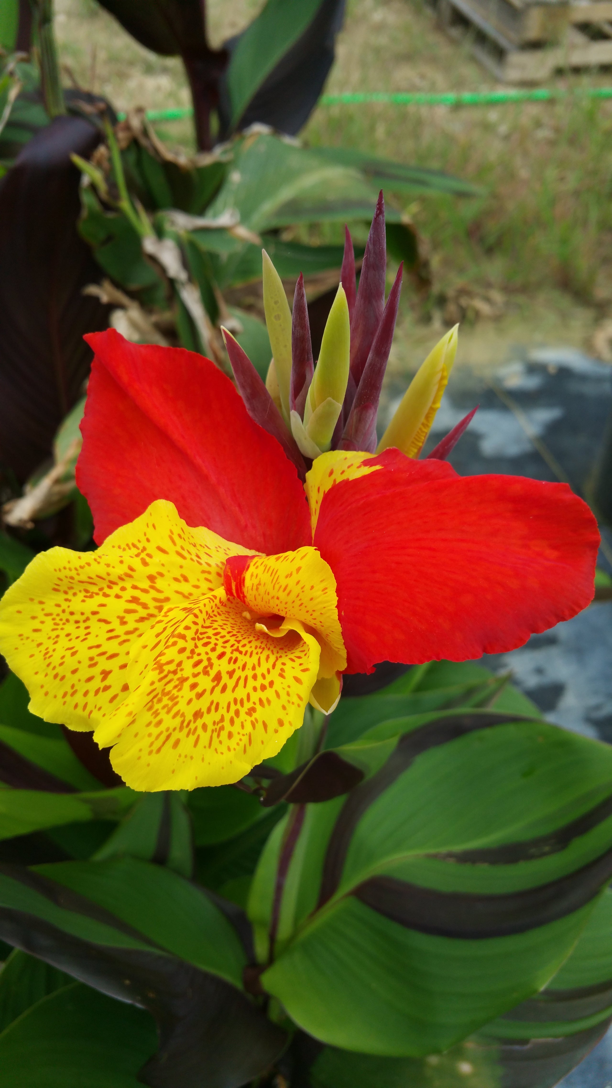 Canna x generalis 'Cleopatra' - Plant Delivery Manor – Lone Star Nursery