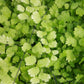Adiantum capillus-veneris --Maidenhair Fern--