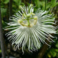 PASSIONFLOWER 'White' --Passiflora incarnata 'Alba'--