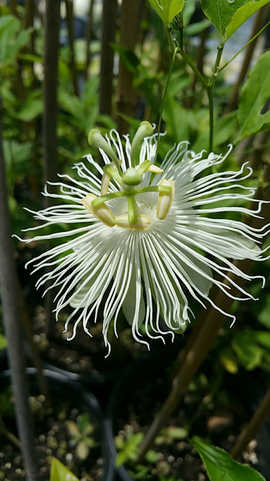 PASSIONFLOWER 'White' --Passiflora incarnata 'Alba'--