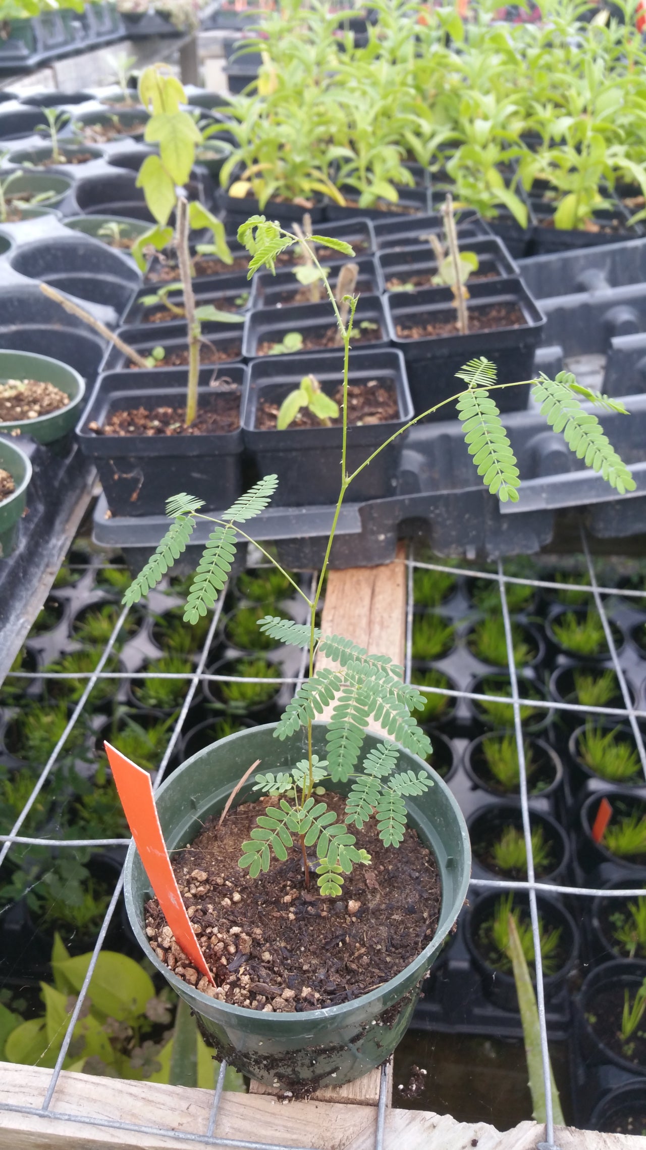Mimosa quadrivalvis var. nuttallii --Sensitive Plant--