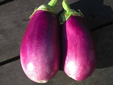 EGGPLANT 'Rosita'