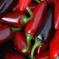 PEPPER 'Czech Black'