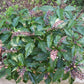 BASIL 'Green Pepper' --Ocimum selloi--