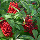 ELDERBERRY 'Red' --Sambucus racemosa--
