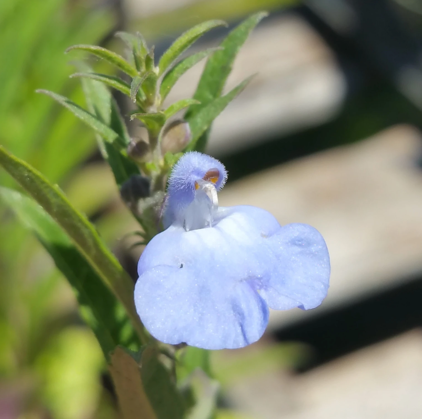 Salvia azurea --Blue Sage--