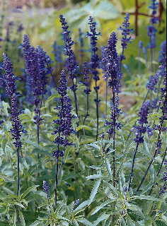 Salvia farinacea --Blue Bedder Sage--