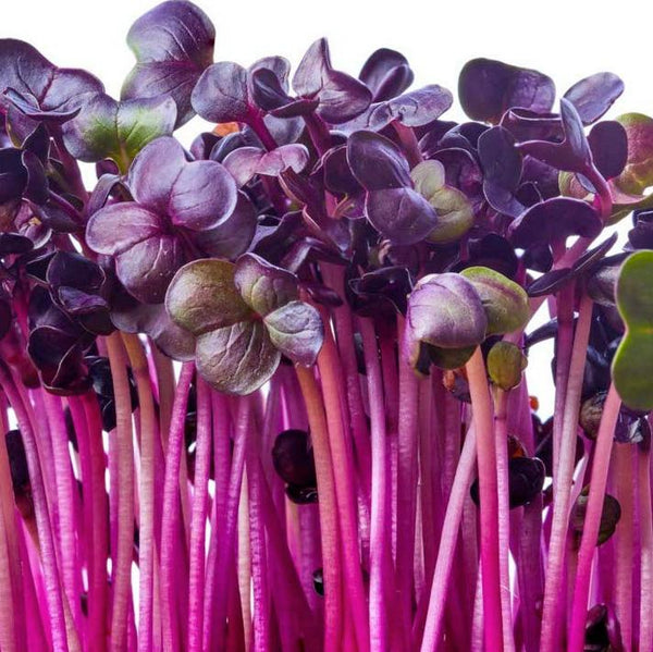RADISHES 'Sango' - Plant Delivery Pflugerville – Lone Star Nursery