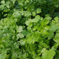 CILANTRO 'Santo' --Coriandrum sativum--