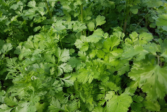 CILANTRO 'Santo' --Coriandrum sativum--