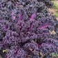 KALE 'Scarlet'