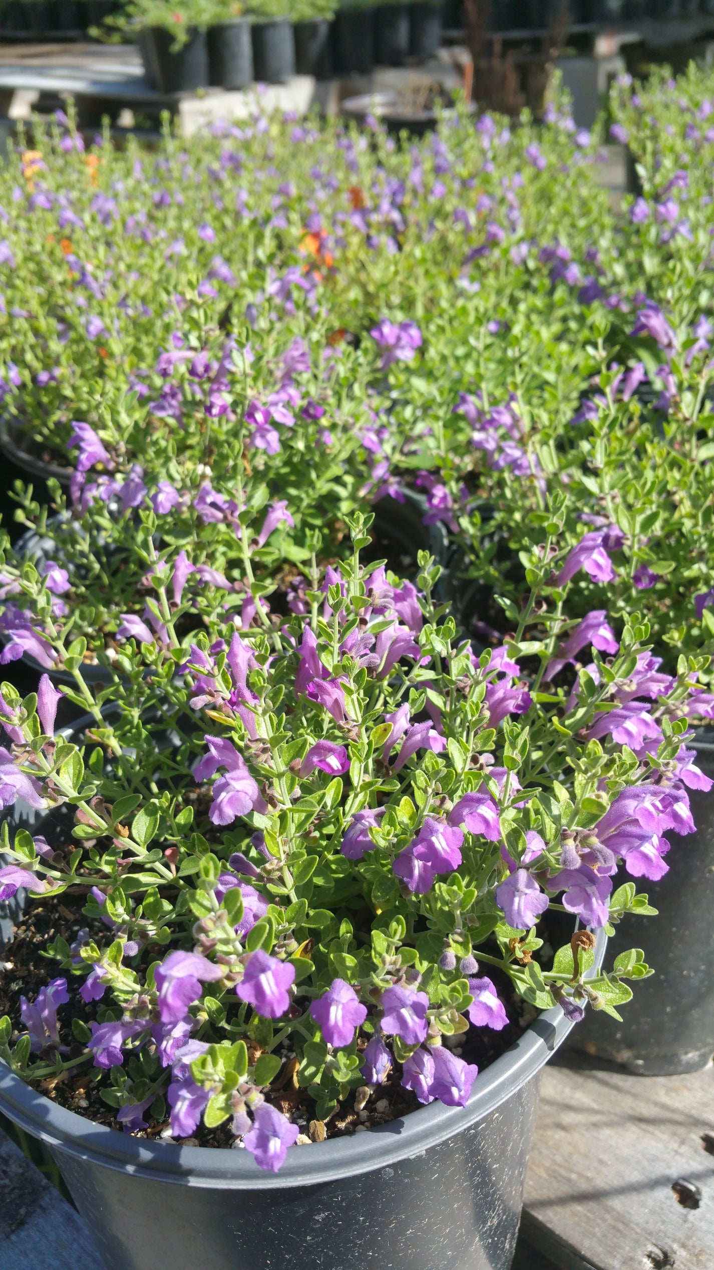 Scutellaria wrightii --Purple Skullcap-- - Nursery Lockhart – Lone Star ...