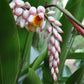 GINGER 'Shell' --Alpinia zerumbet--