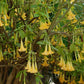 ANGEL TRUMPET 'Charles Grimaldi' --Brugmansia x. cubensis--