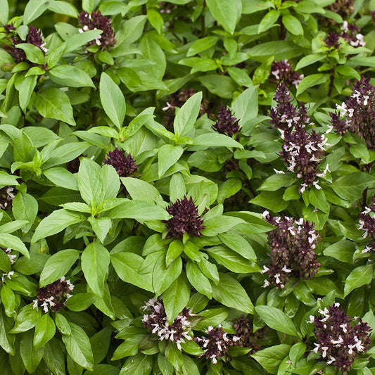 BASIL 'Siam Queen' --Ocimum basilicum--