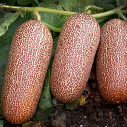 CUCUMBER 'Sikkim'