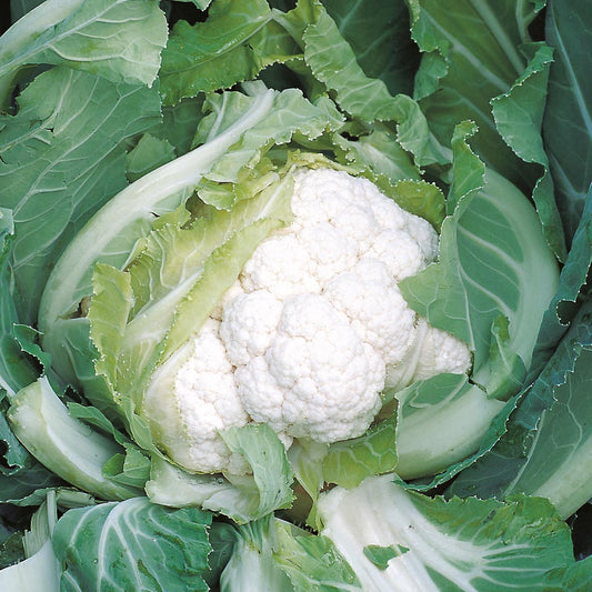 CAULIFLOWER 'Skywalker'