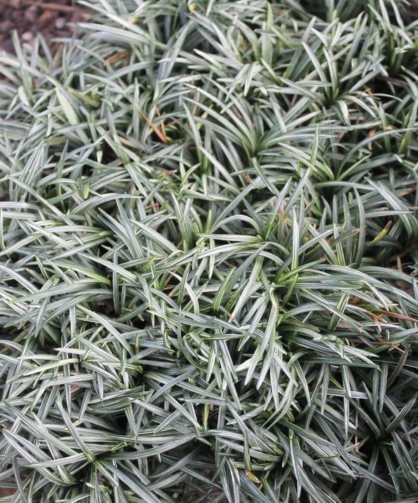 Ophiopogon japonicus 'Snow Globe' --Dwarf Striped Mondo Grass--