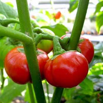 TOMATO 'Cannibal's' --Solanum uporo--