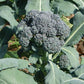 BROCCOLI 'Solstice'