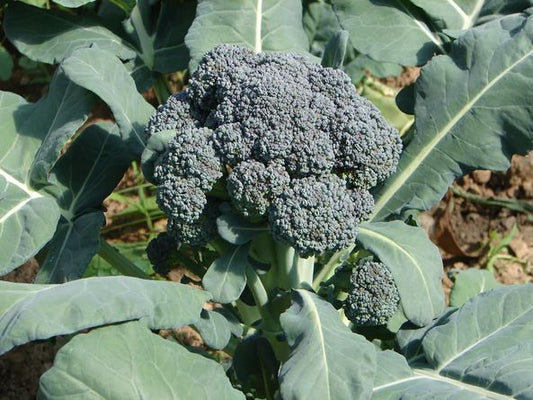 BROCCOLI 'Solstice'