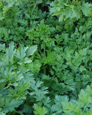 PARSLEY 'Splendid' --Petroselinum crispum--