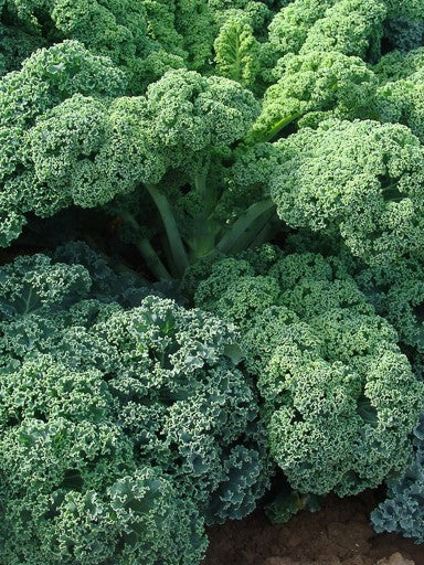 KALE 'Starbor'