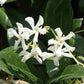 Trachelospermum jasminoides --Star Jasmine--